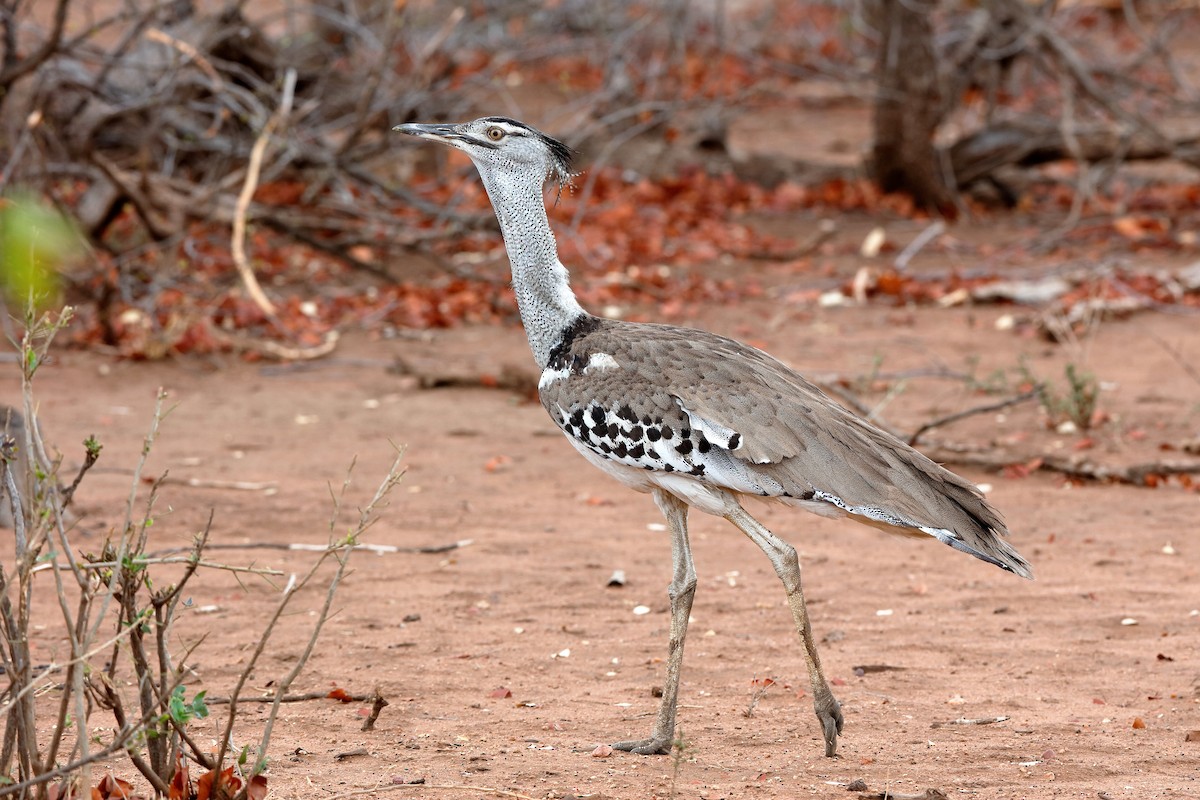 Kori Bustard - ML204282791