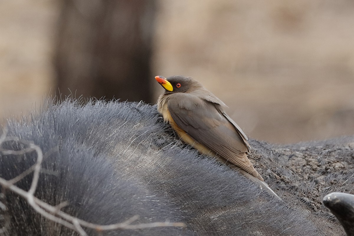 Yellow-billed Oxpecker - ML204282801