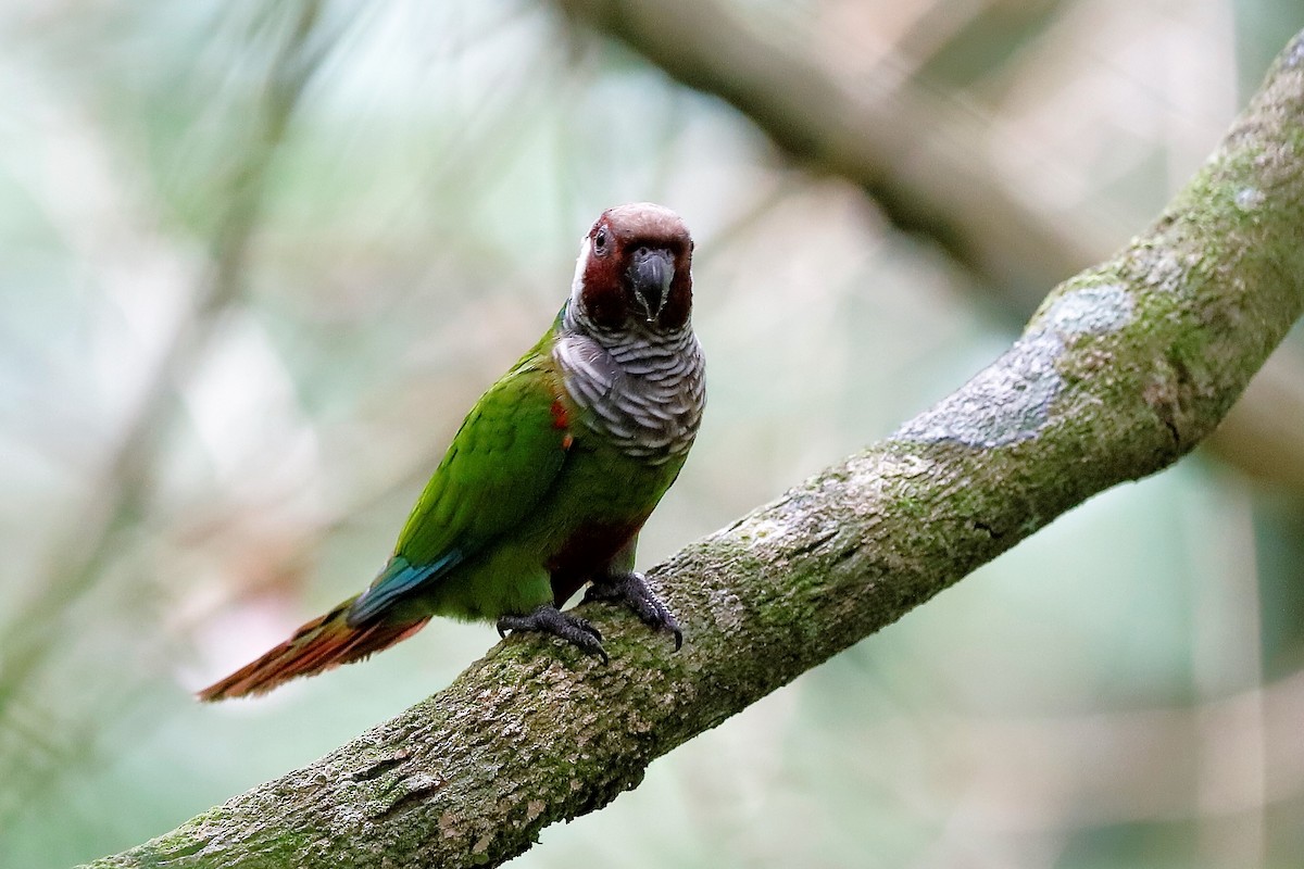 Gray-breasted Parakeet - Holger Teichmann