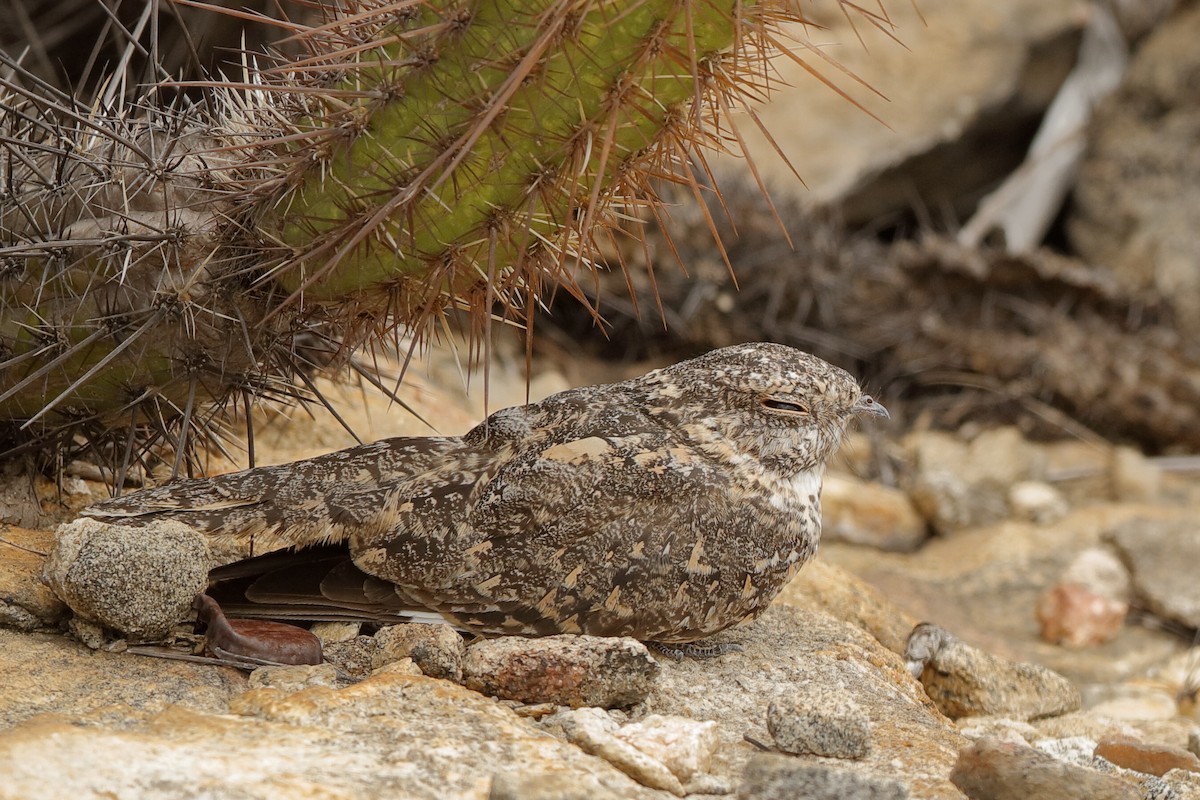 Pygmy Nightjar - ML204283061