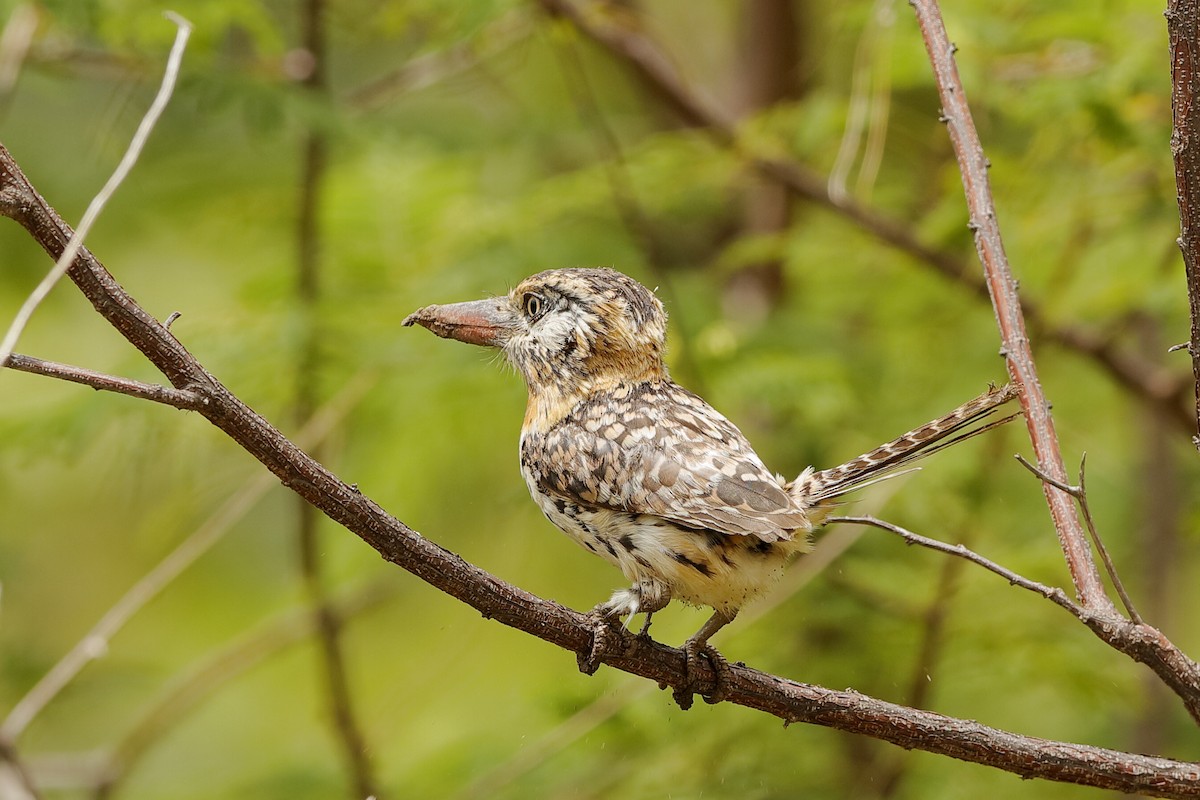 Spot-backed Puffbird (Spot-backed) - Holger Teichmann