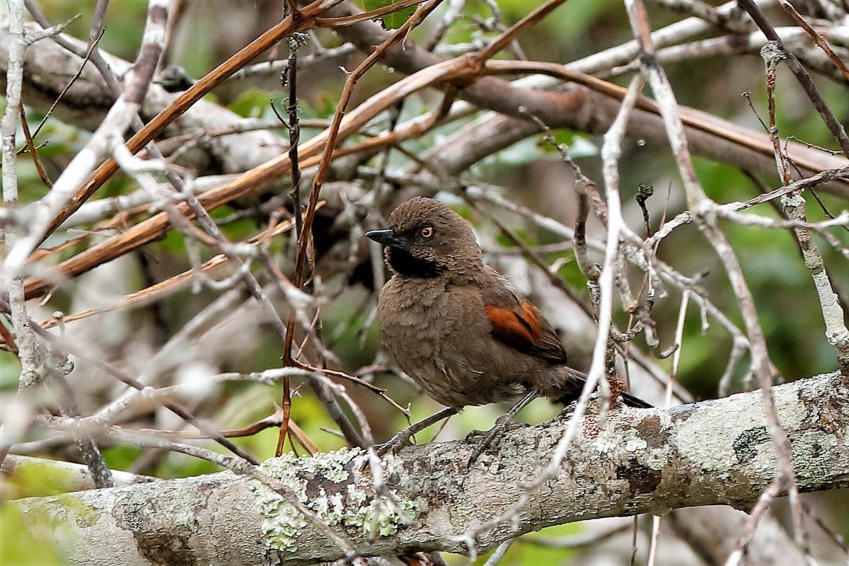 Red-shouldered Spinetail - Holger Teichmann