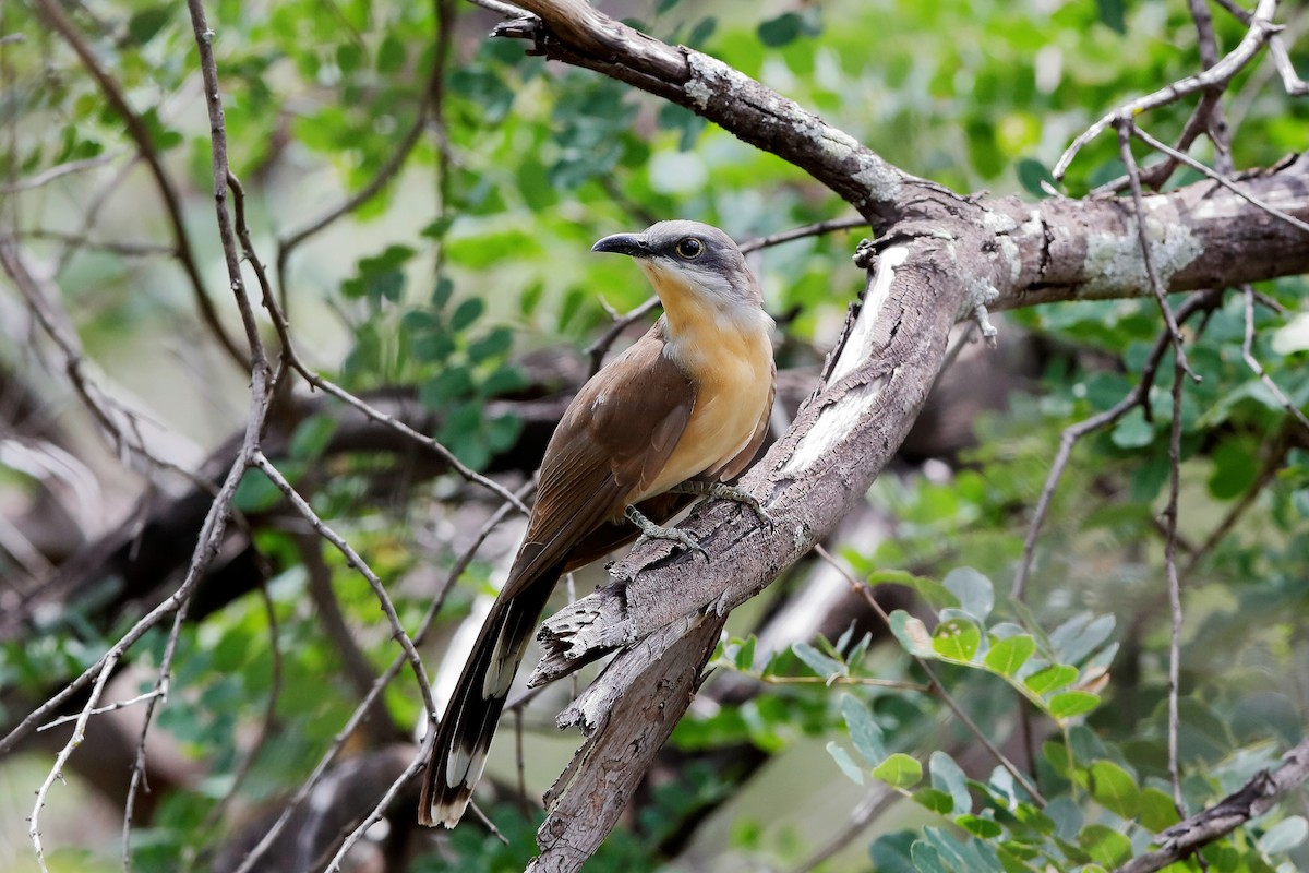 Dark-billed Cuckoo - ML204283341