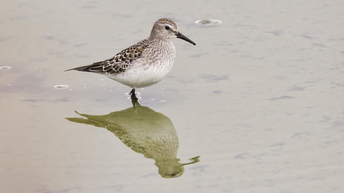 White-rumped Sandpiper - ML20428381