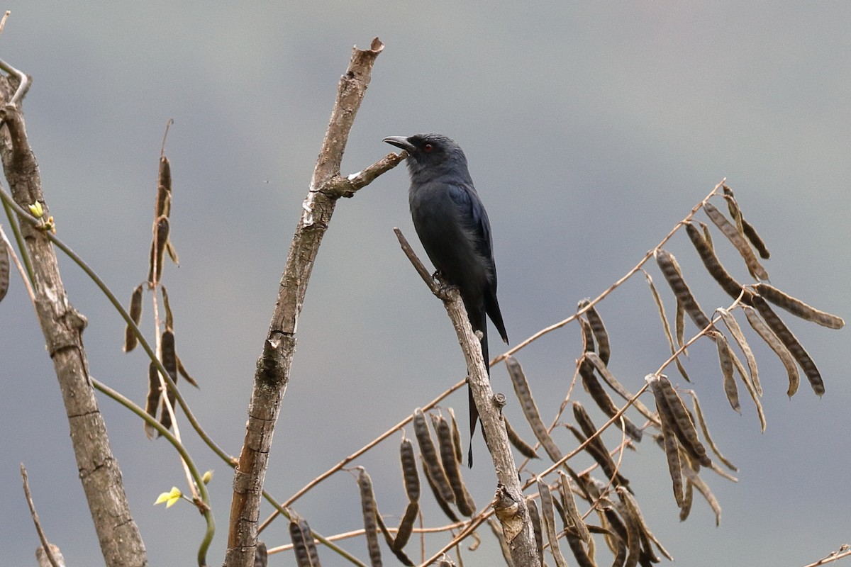 Drongo Cenizo (grupo longicaudatus) - ML204283961