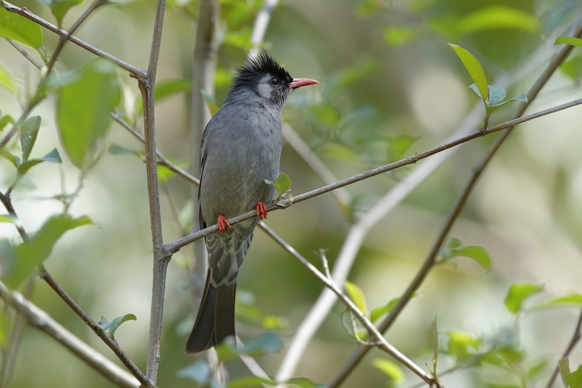 Bulbul Negro (grupo psaroides) - ML204284201