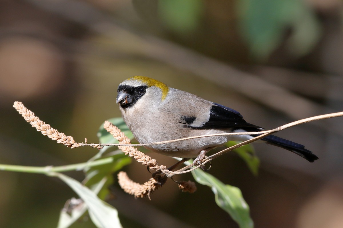 Red-headed Bullfinch - ML204284321