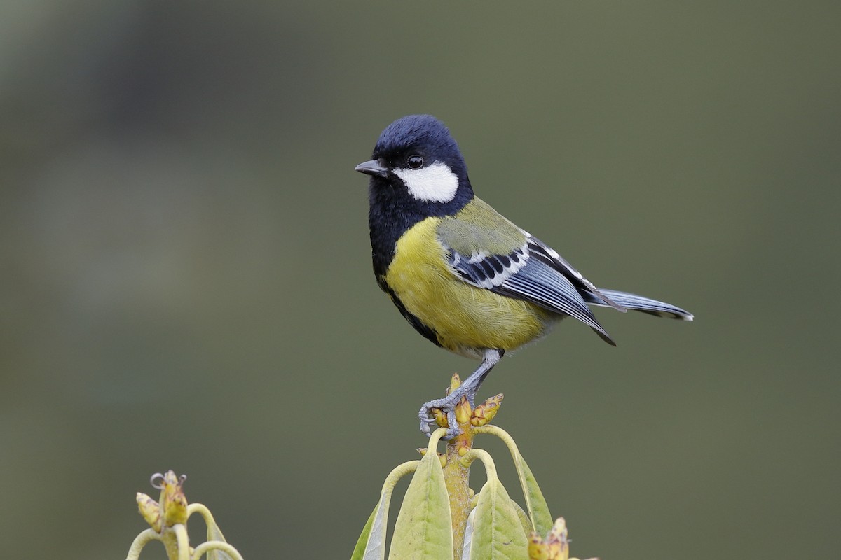 Green-backed Tit - ML204284391