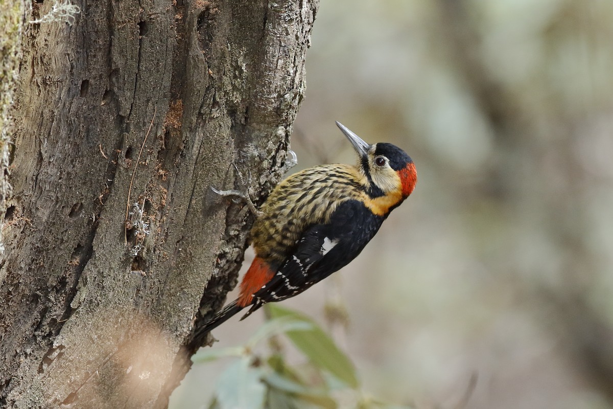Darjeeling Woodpecker - ML204284441