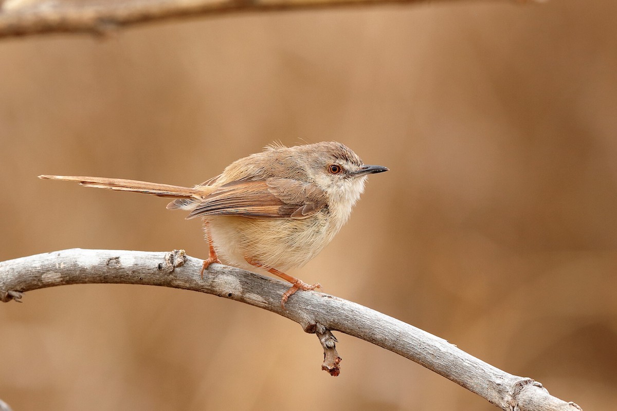 Tawny-flanked Prinia - Holger Teichmann