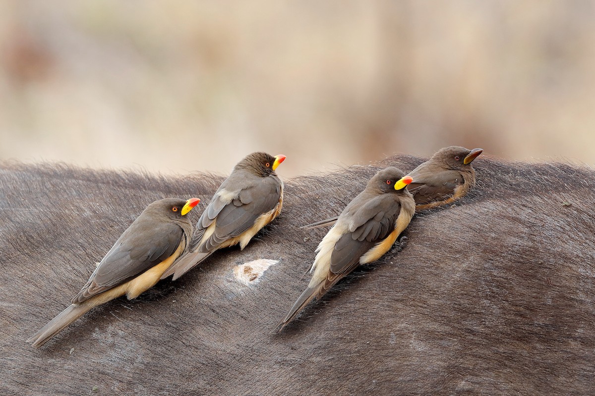 Yellow-billed Oxpecker - ML204284491