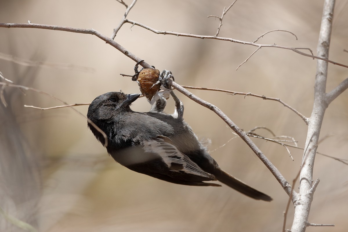 Southern Black-Tit - ML204284511