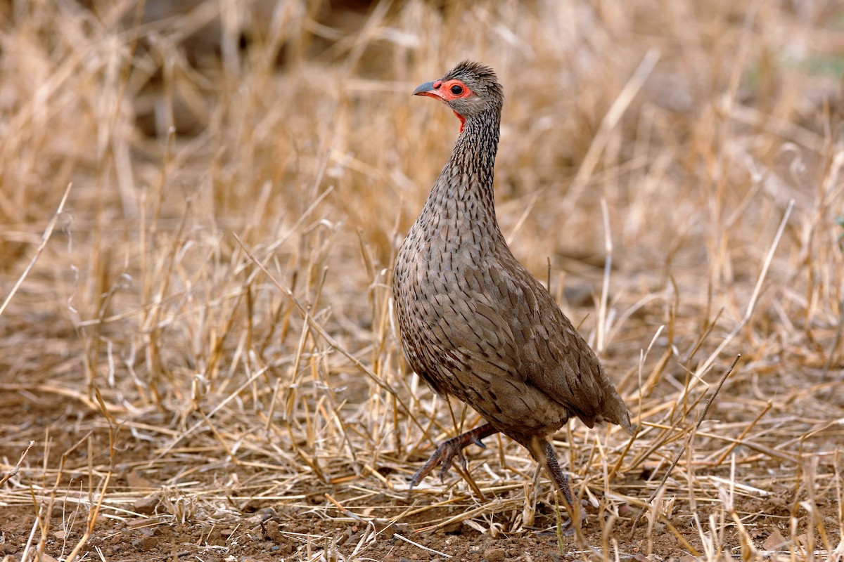 Swainson's Spurfowl - ML204284591