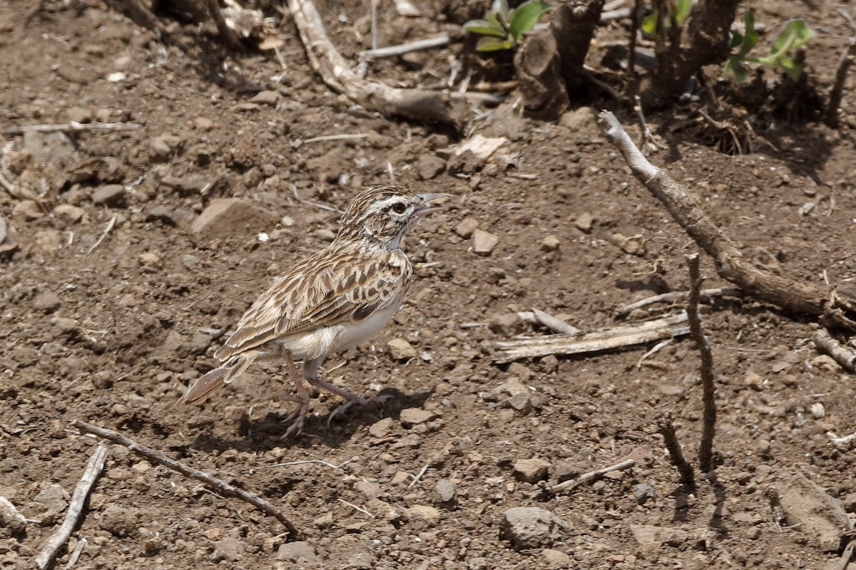 Sabota Lark (Sabota) - ML204284661