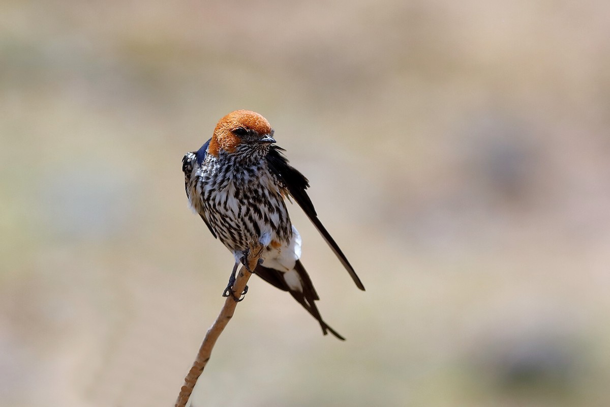 Lesser Striped Swallow - ML204284671