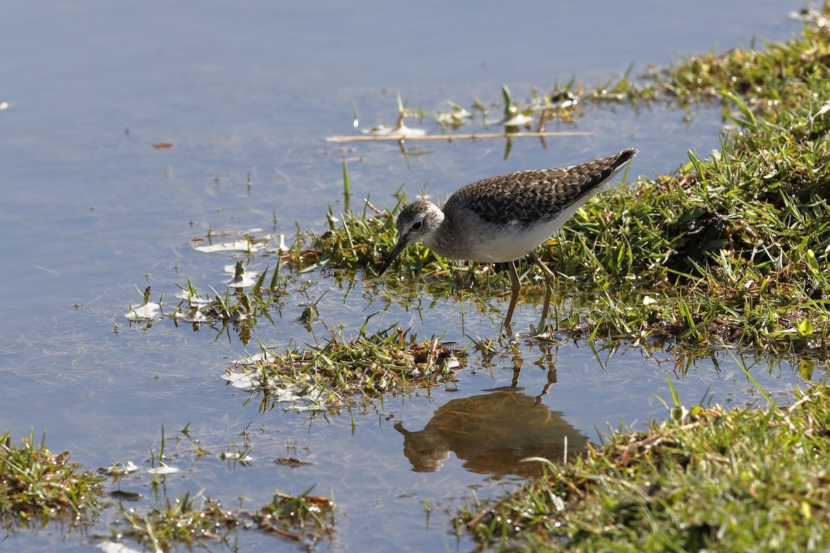 Wood Sandpiper - Holger Teichmann