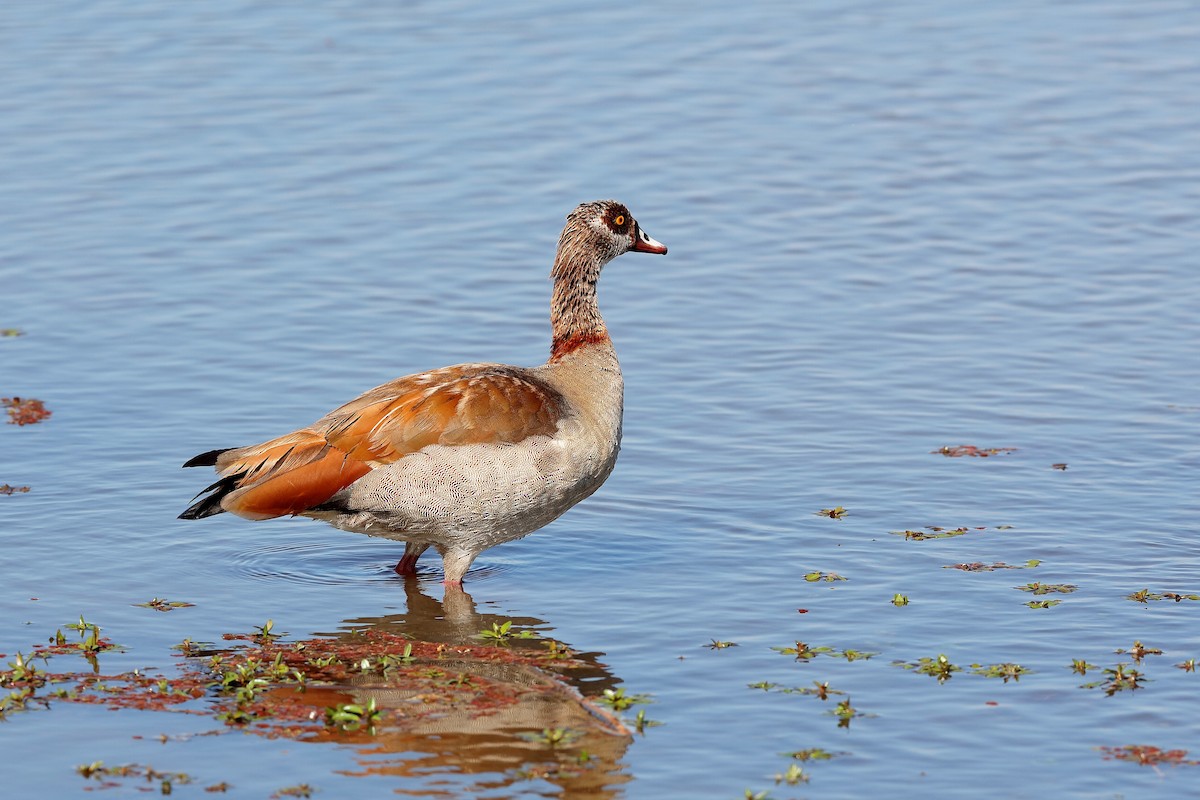 Egyptian Goose - ML204284731