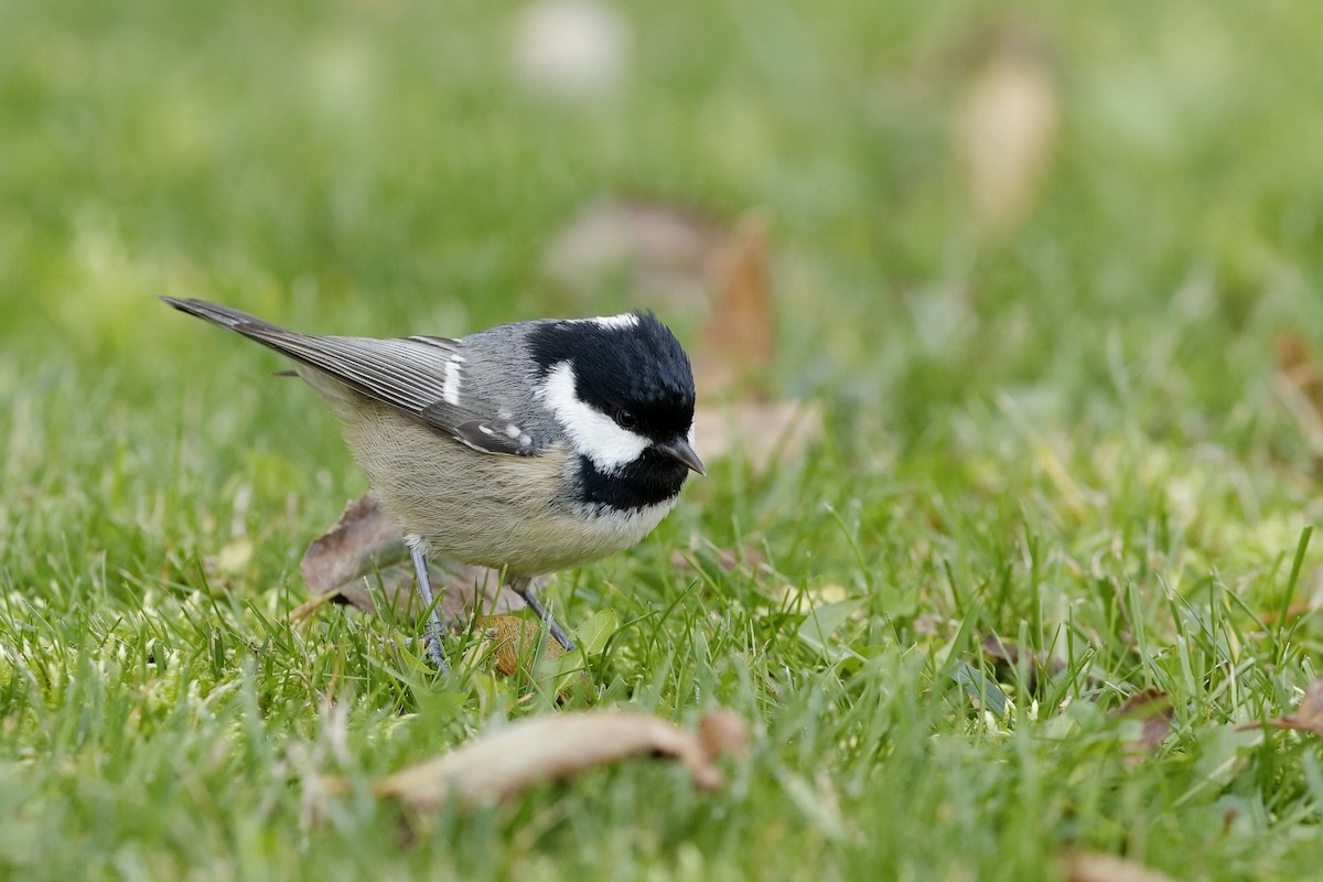 Coal Tit (Continental) - Holger Teichmann