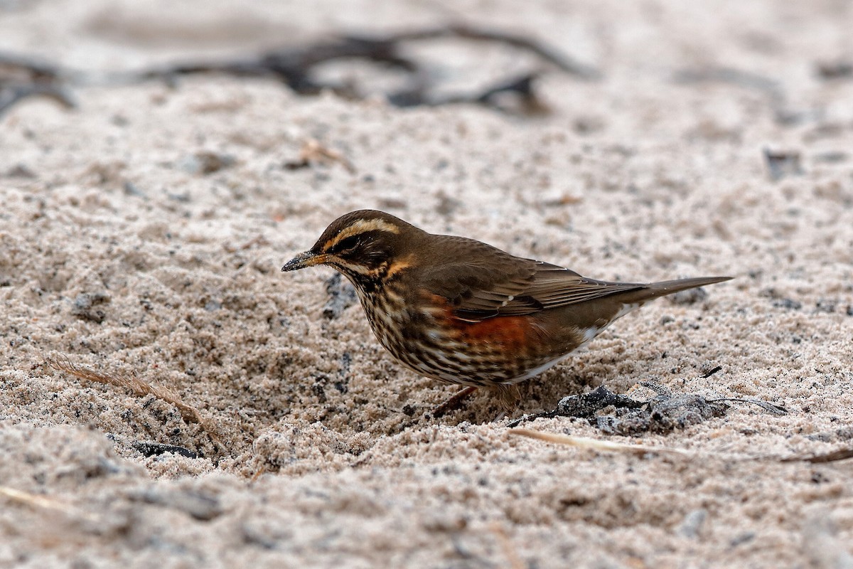 Redwing (Eurasian) - Holger Teichmann