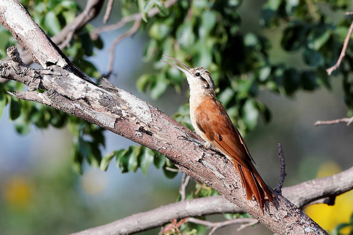 Narrow-billed Woodcreeper - ML204285131