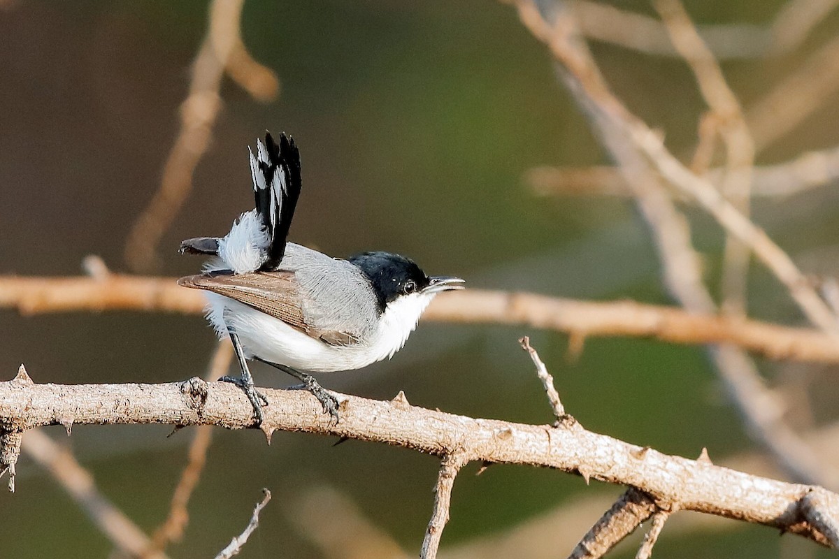 Tropical Gnatcatcher - ML204285141