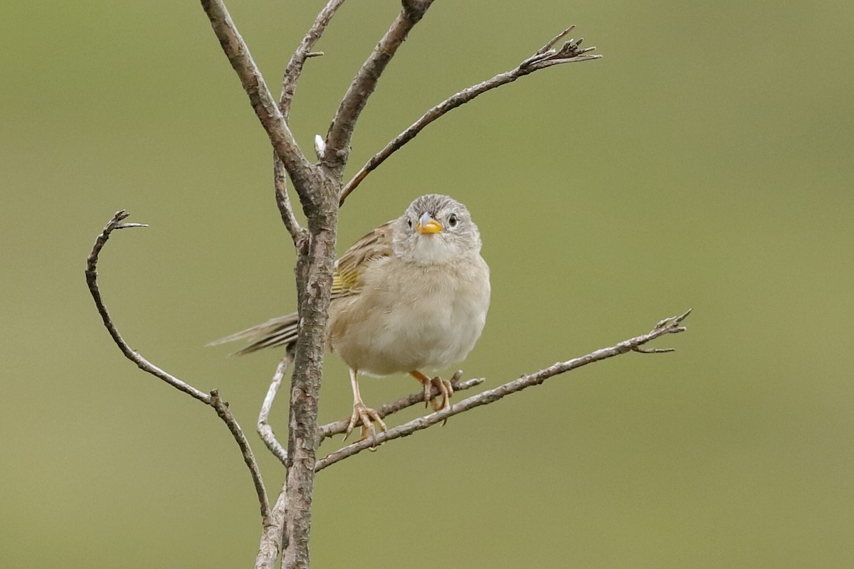 Wedge-tailed Grass-Finch - ML204285441