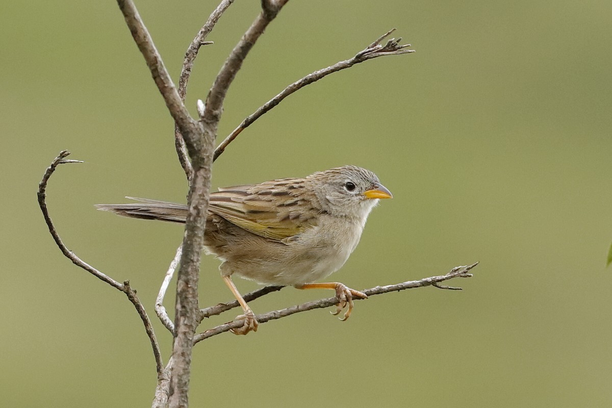Wedge-tailed Grass-Finch - ML204285451