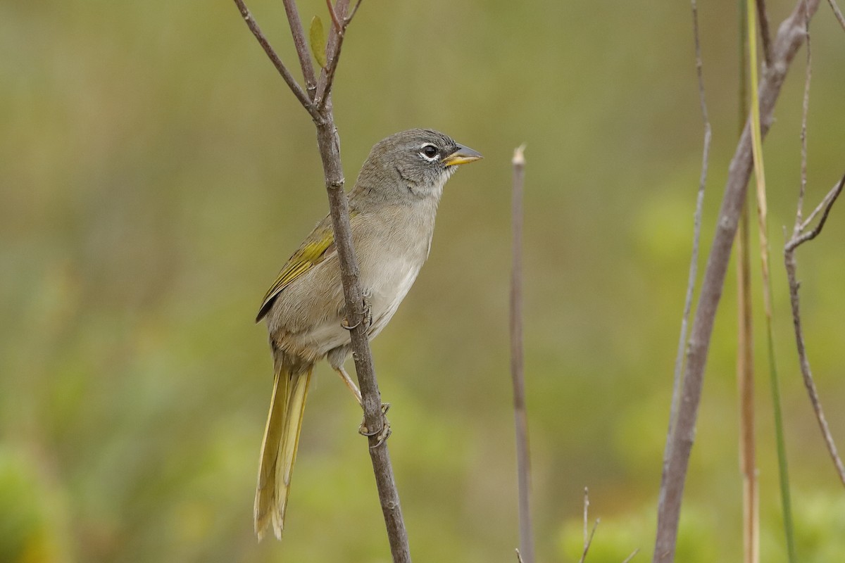 Coludo Gorjipálido - ML204285461