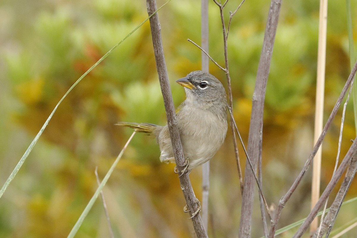 Pale-throated Pampa-Finch - ML204285471