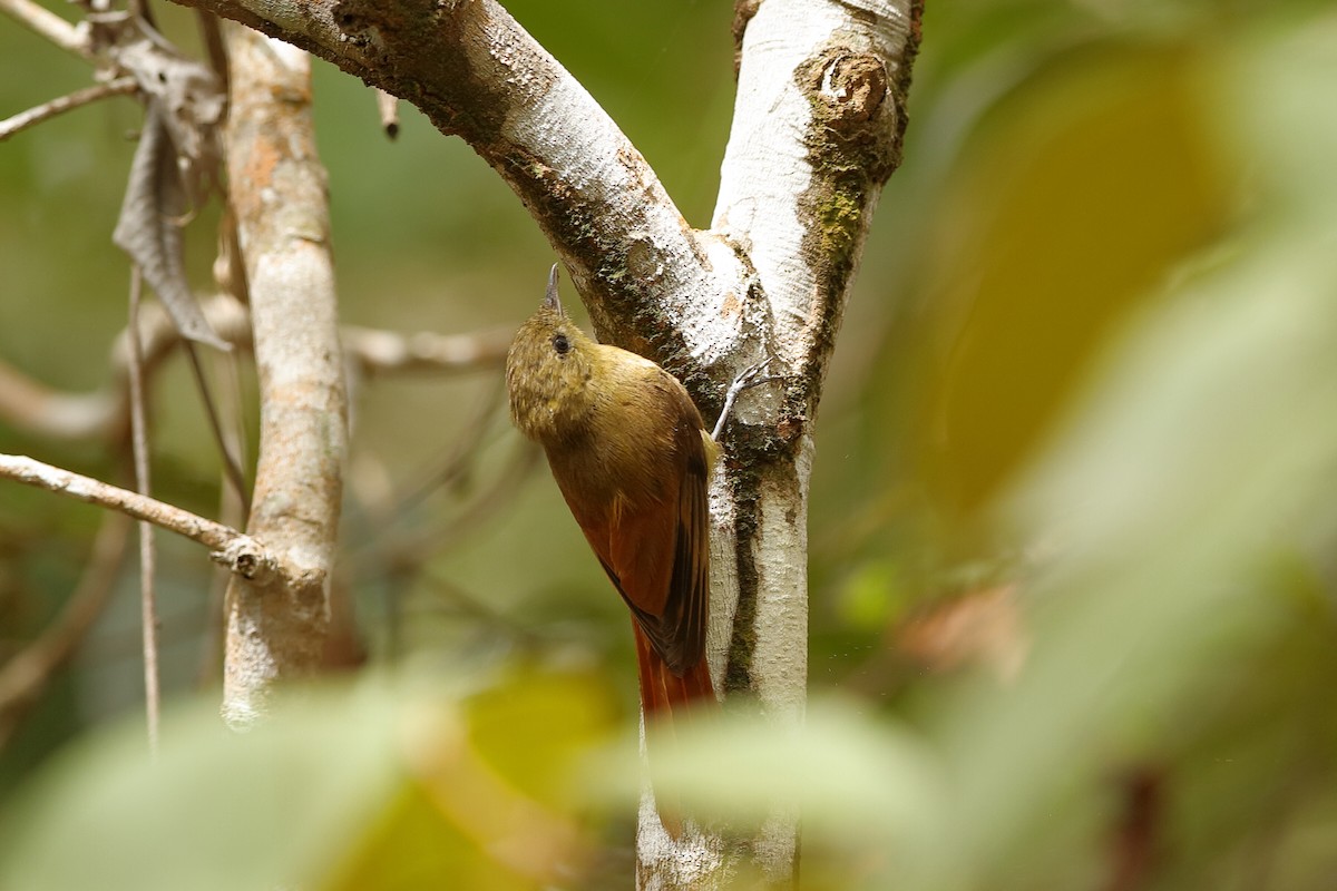 gråhodetreløper (sylviellus/olivaceus) - ML204285501