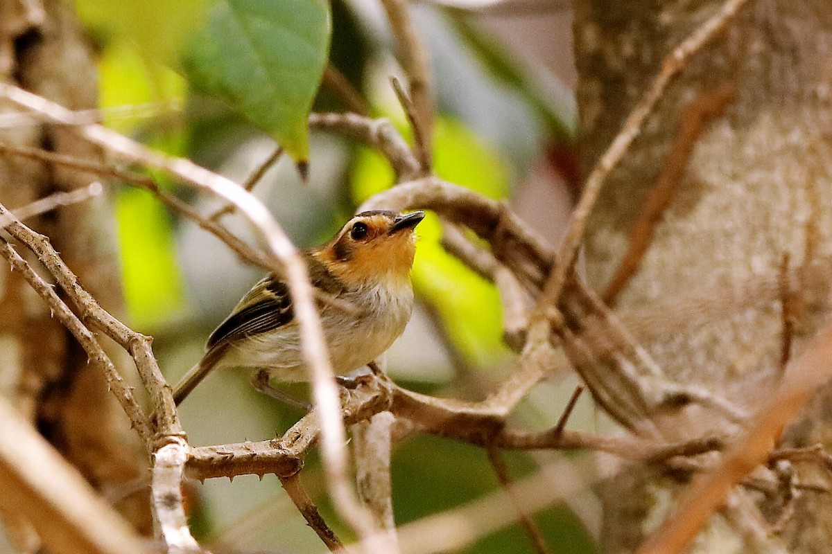 Ochre-faced Tody-Flycatcher - ML204285511