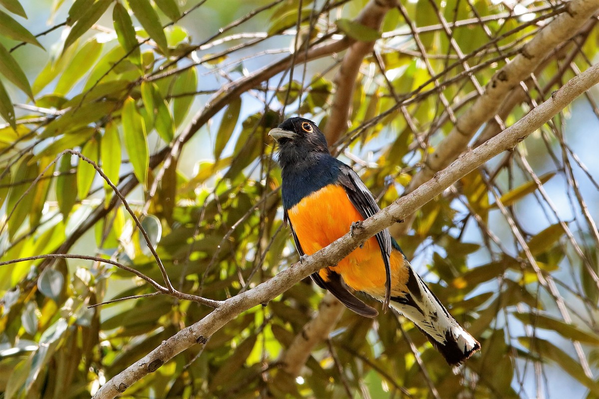 trogon surucua (ssp. aurantius) - ML204285521