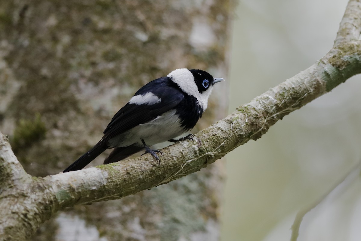 Pied Monarch - ML204285571