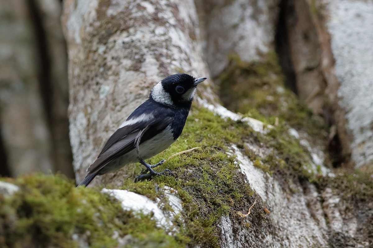 Pied Monarch - ML204285581