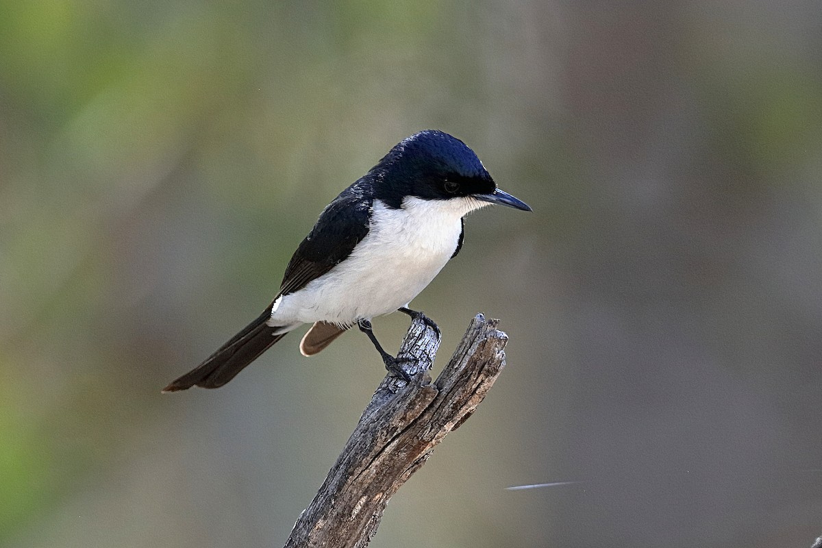 Restless Flycatcher - Holger Teichmann