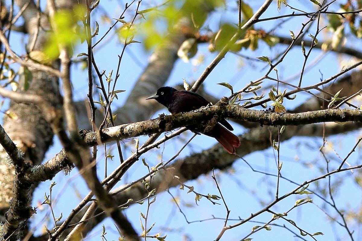 Maroon Oriole - ML204286131