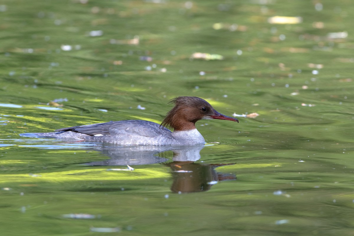 Common Merganser (Eurasian) - Holger Teichmann