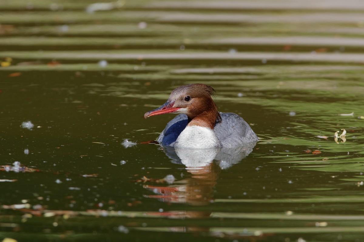 Common Merganser (Eurasian) - Holger Teichmann