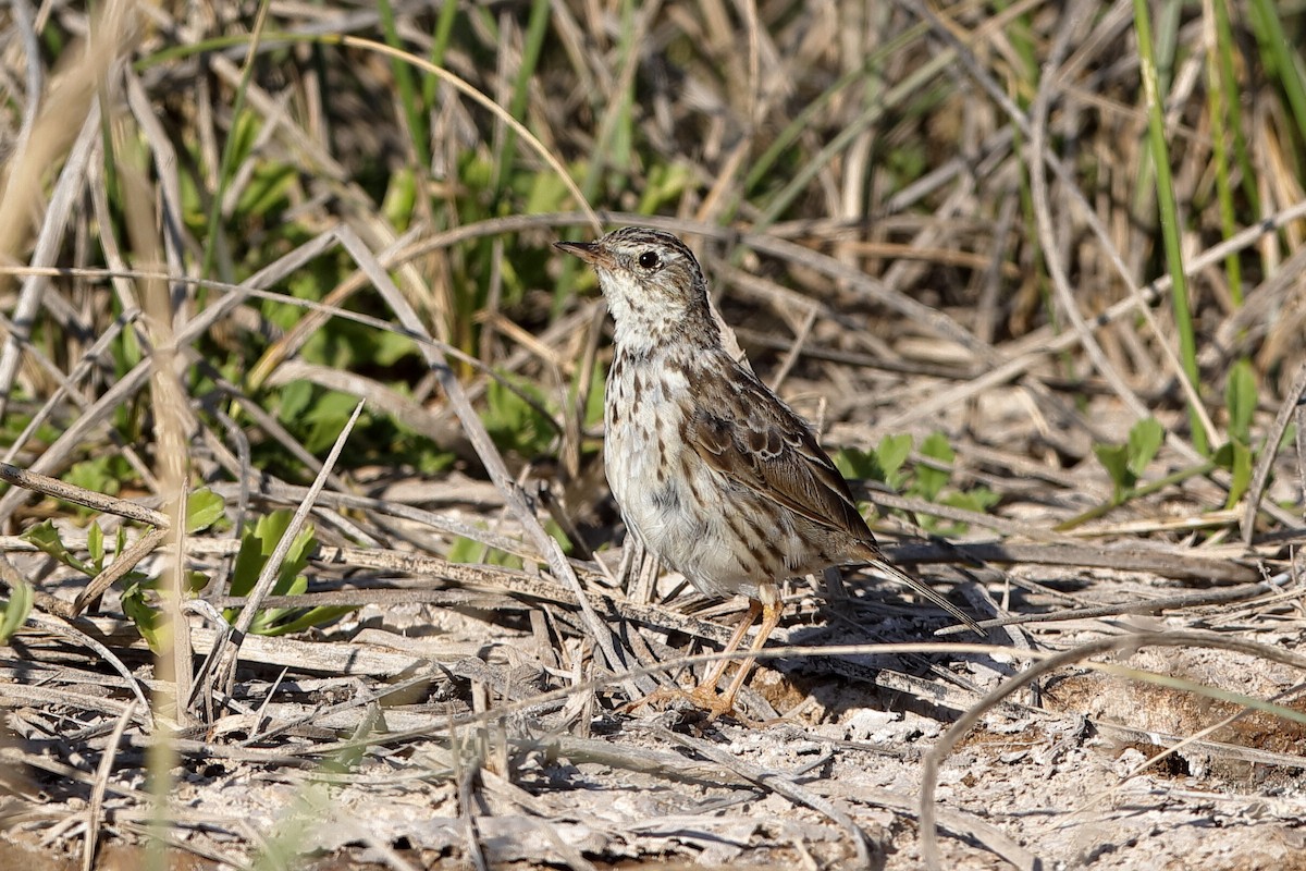 Peruvian Pipit - ML204286661