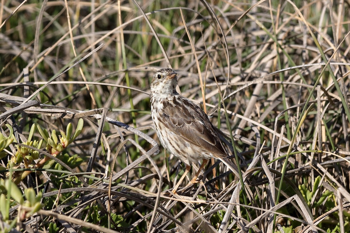 Peruvian Pipit - ML204286671