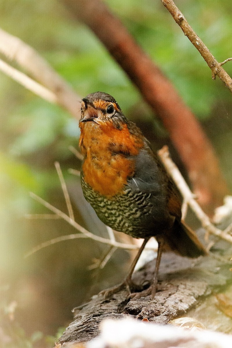 Chucao Tapaculo - ML204287121