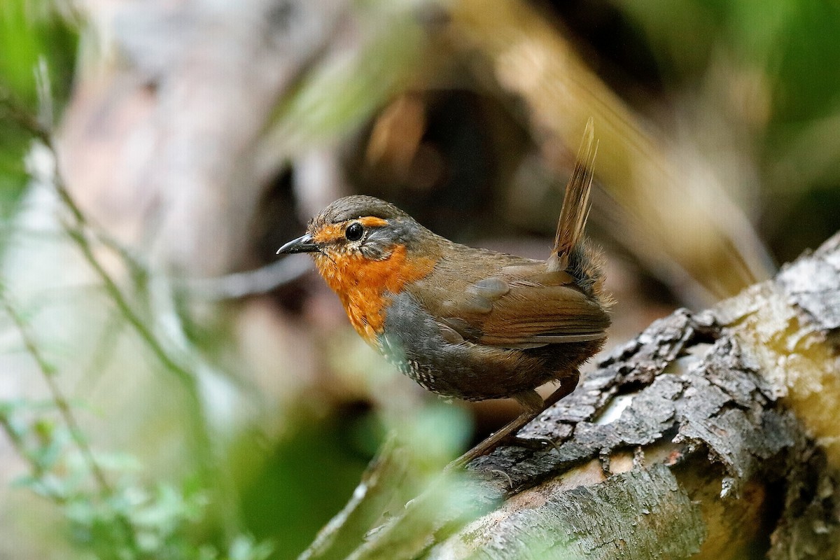 Chucao Tapaculo - ML204287131