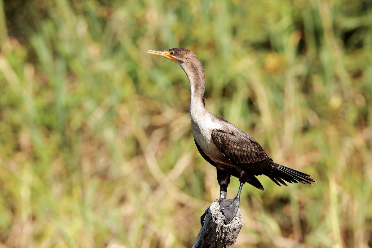 Neotropic Cormorant - Holger Teichmann