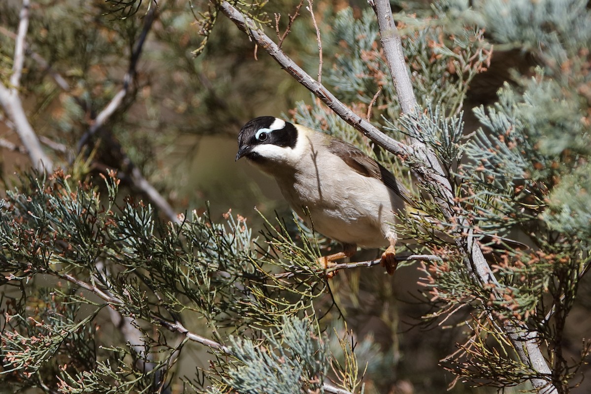 Black-chinned Honeyeater (Black-chinned) - Holger Teichmann