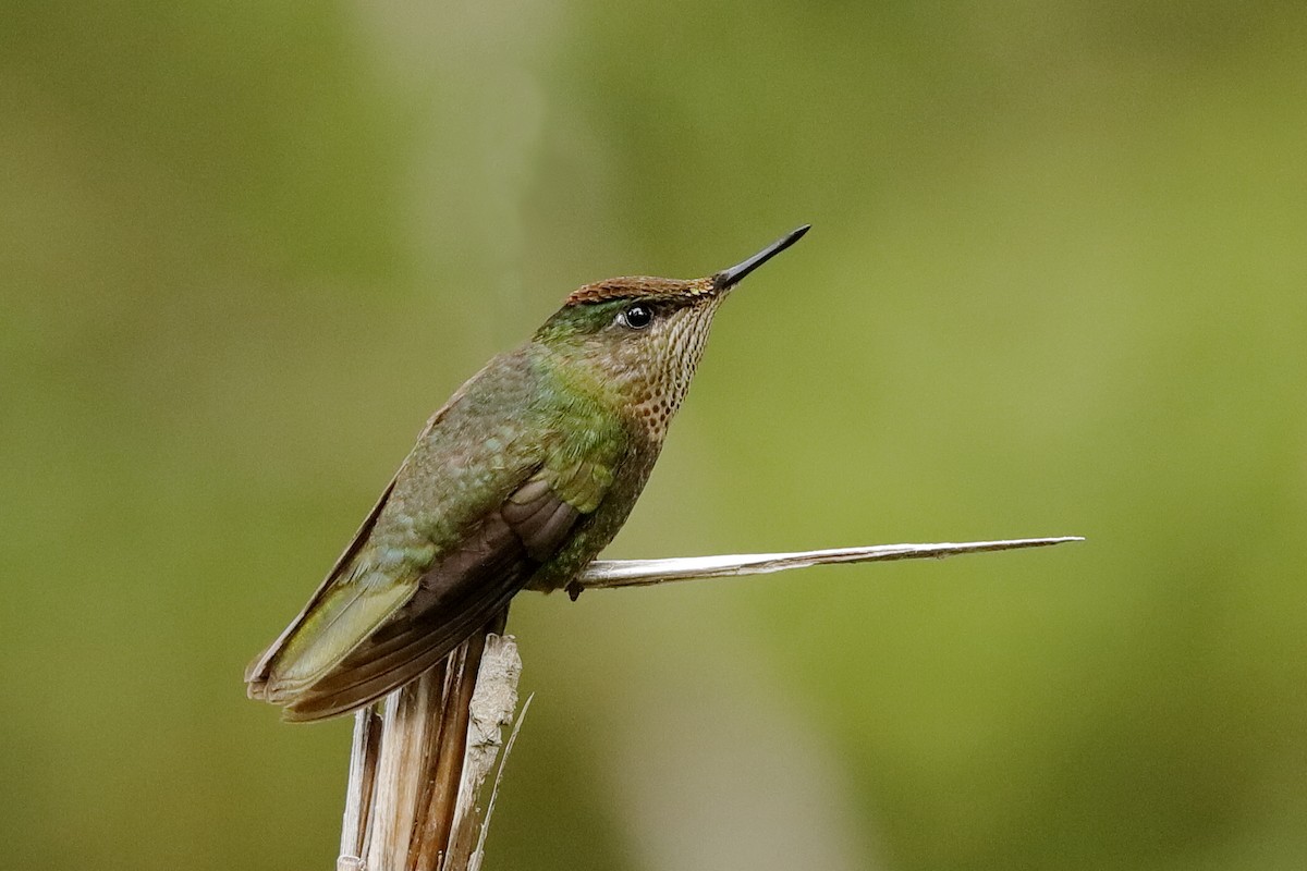 Green-backed Firecrown - Holger Teichmann