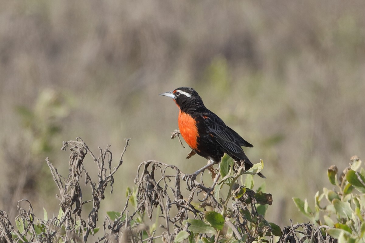 Peruvian Meadowlark - ML204289181