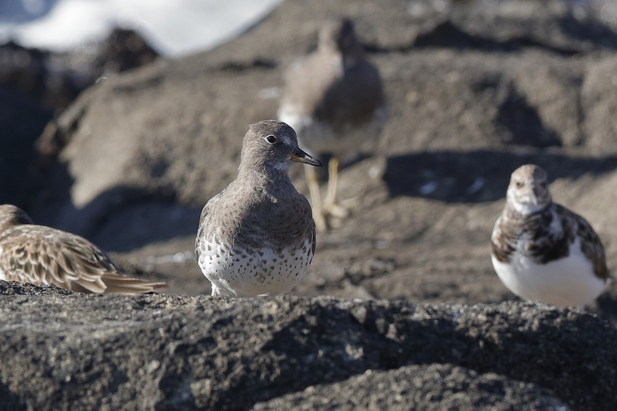 Surfbird - ML204289231