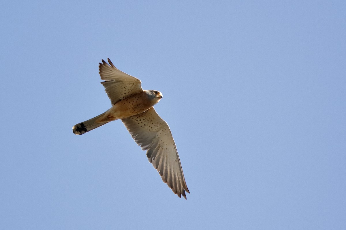 Lesser Kestrel - ML204289401