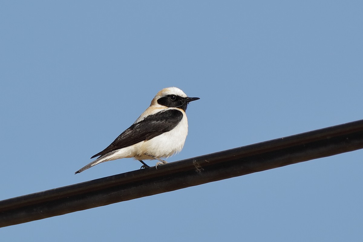 Western Black-eared Wheatear - Holger Teichmann