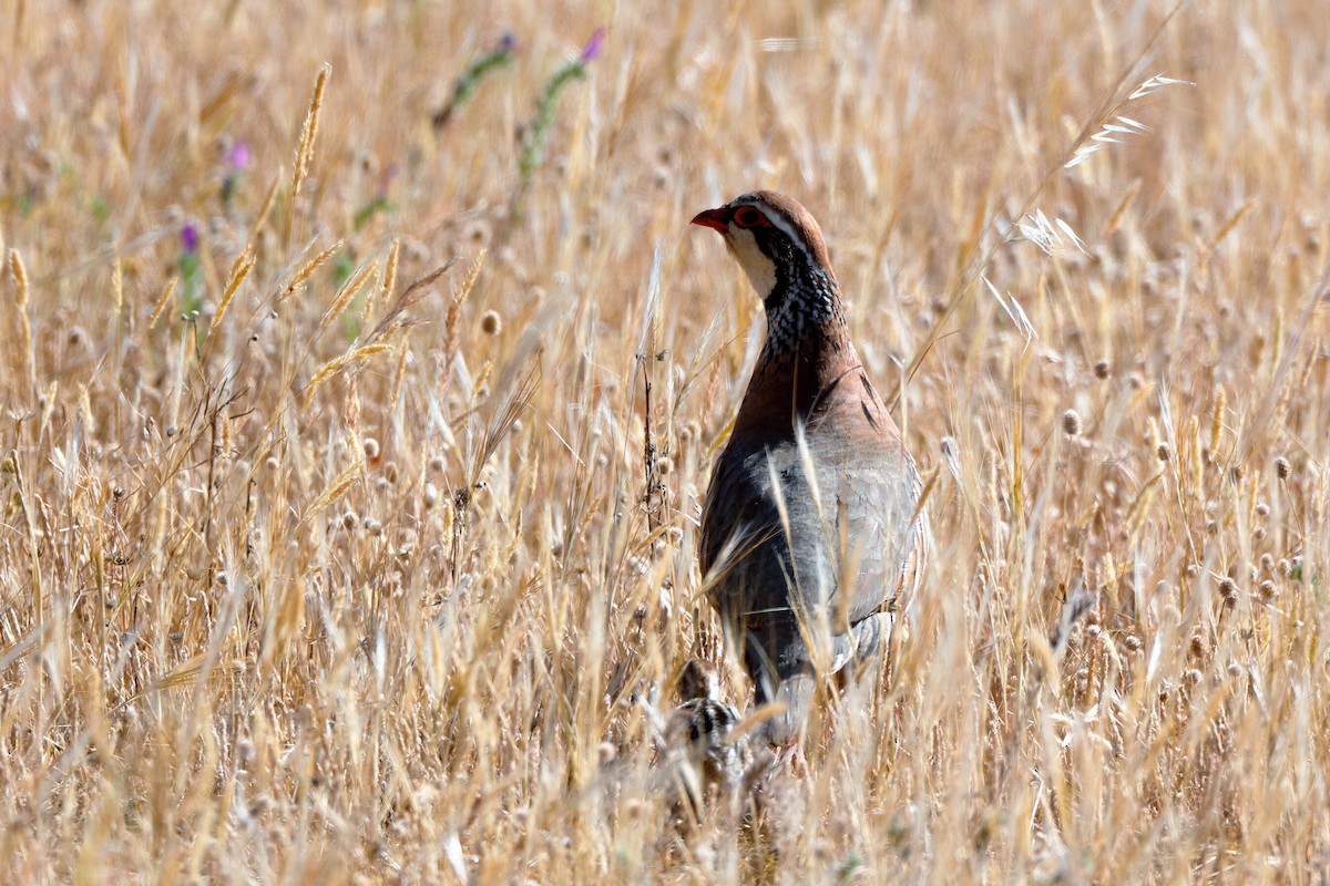 Red-legged Partridge - ML204289421